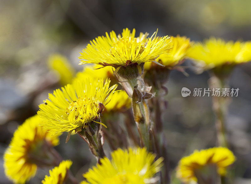 钶钽钽(Tussilago farfara)